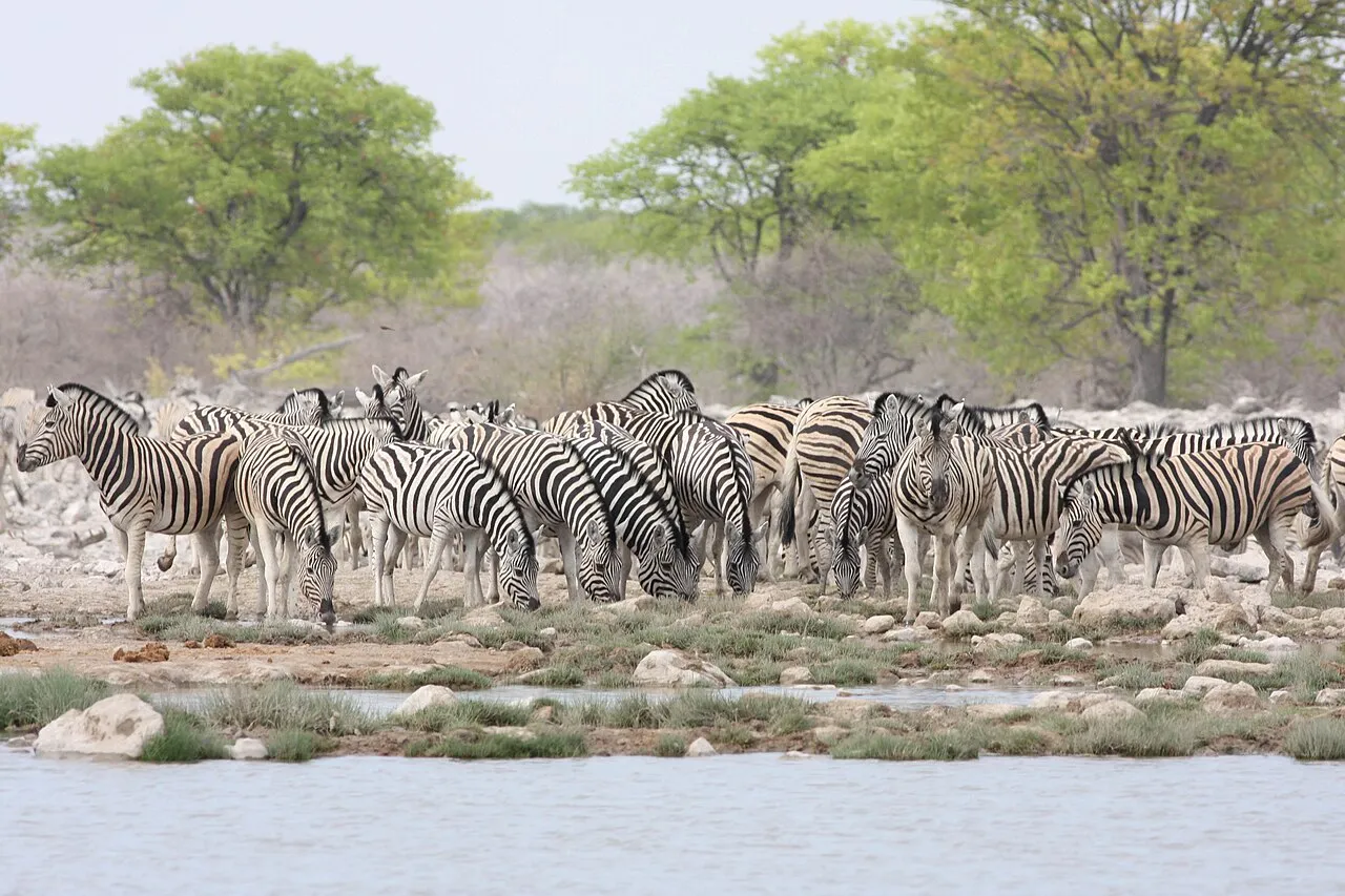 Burchell's Zebra (Equus burchelli) (8604316508).jpg