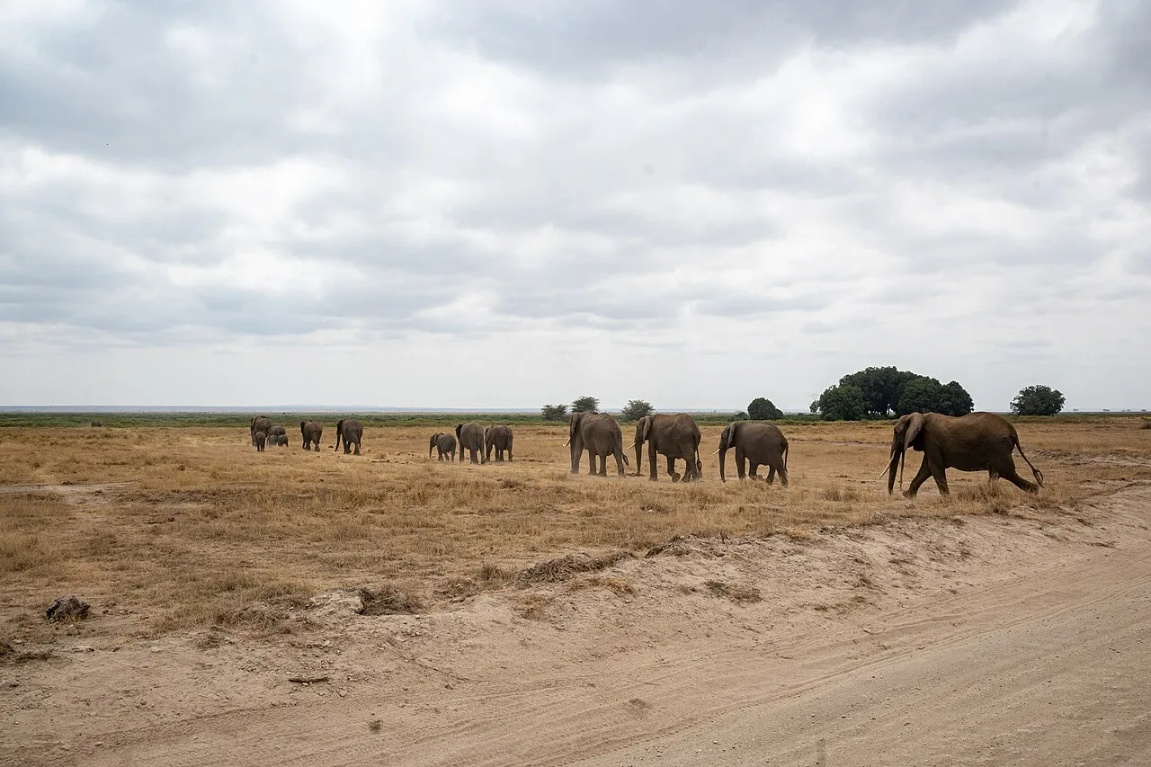 Herd of African elephants crossing a path in Amboseli. Amboseli National Park, Kajiado County, Kenya.