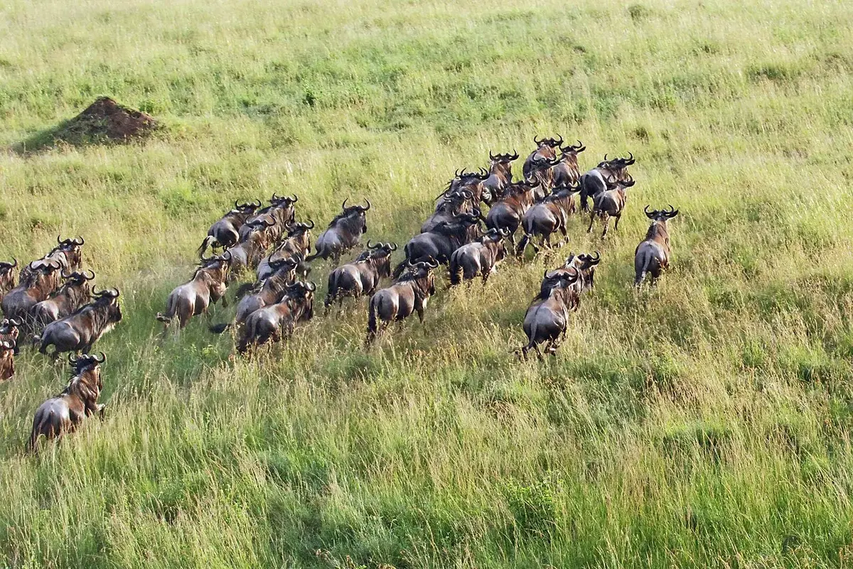 Wildebeest and the Great Migration