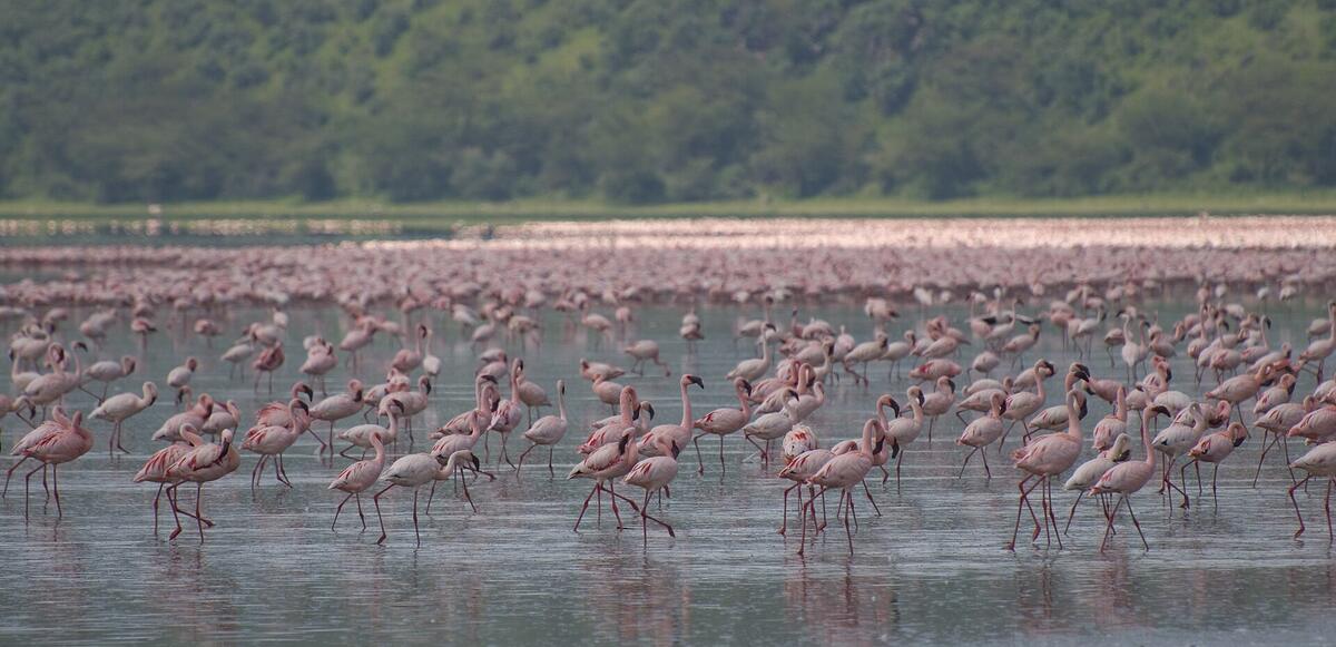Lake Nakuru National Park