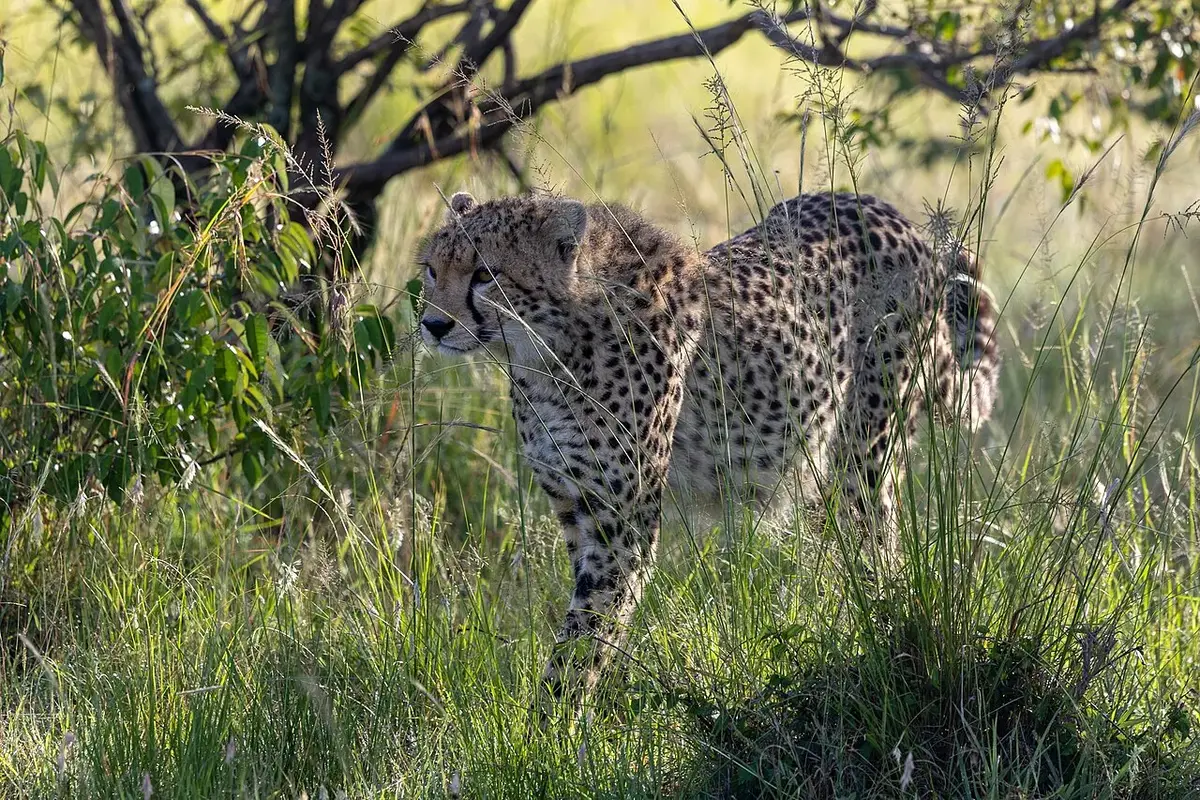 Cheetah (Acinonyx jubatus), Maasai Mara, Kenya