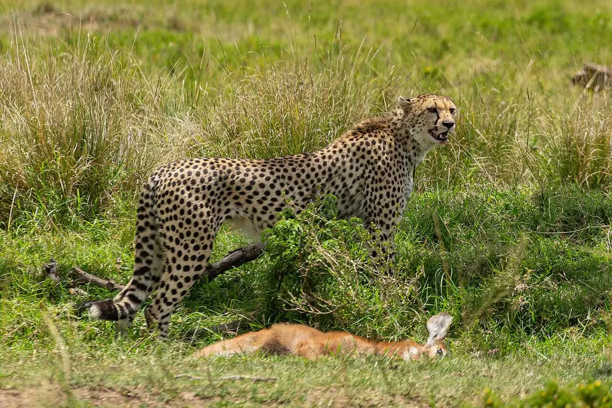 A cheetah with its prey