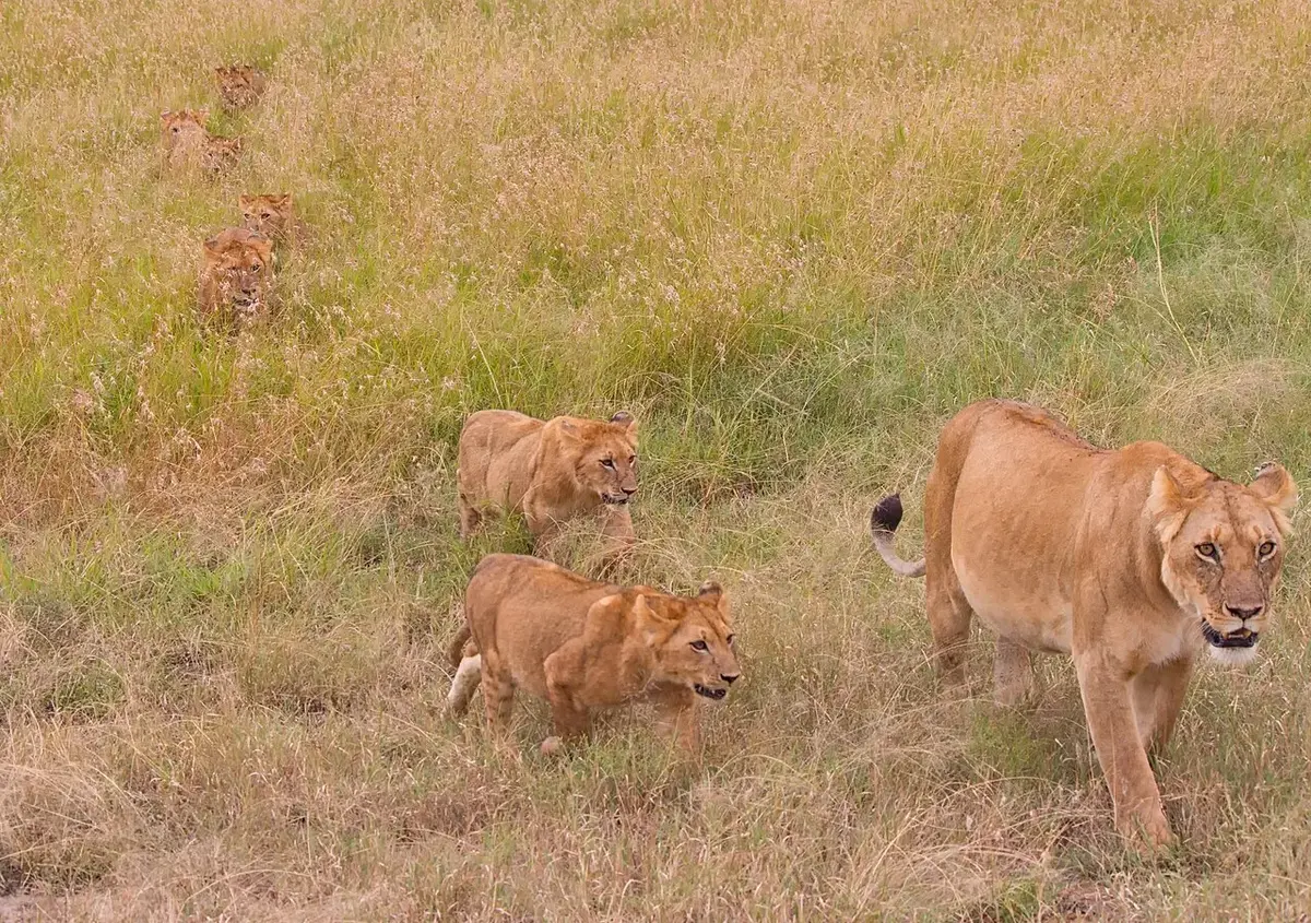 Maasai Mara National Reserve (also known as Maasai Mara, Masai Mara and by the locals as The Mara) is a large game reserve in Narok County, Kenya, contiguous with the Serengeti National Park in Mara Region, Tanzania. It is named in honor of the Maasai people (the ancestral inhabitants of the area) and their description of the area when looked at from afar: "Mara," which is Maa (Maasai language) for "spotted," an apt description for the circles of trees, scrub, savanna, and cloud shadows that mar