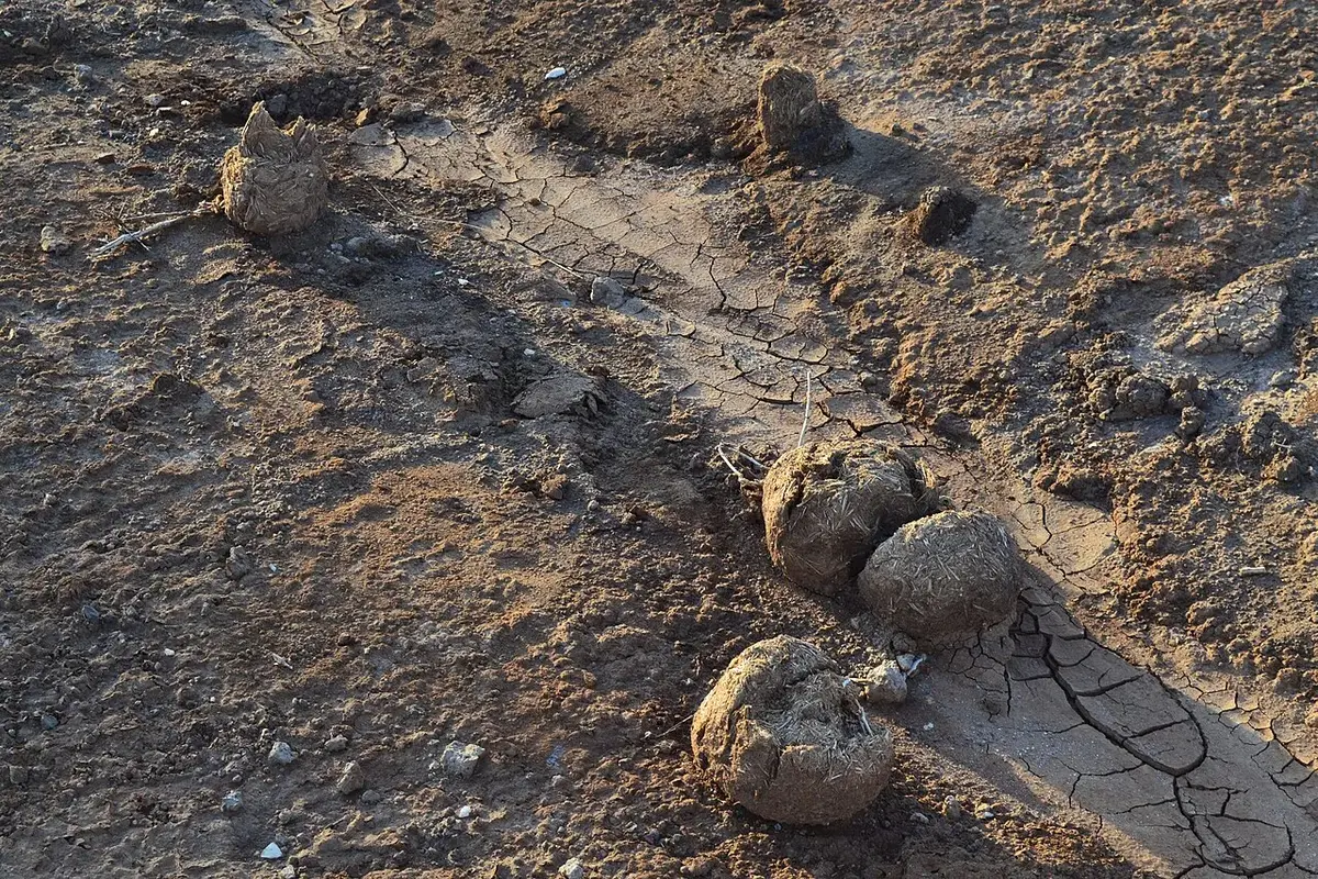 Wildlife and game drives near Voyager Ziwani Camp in Tsavo West