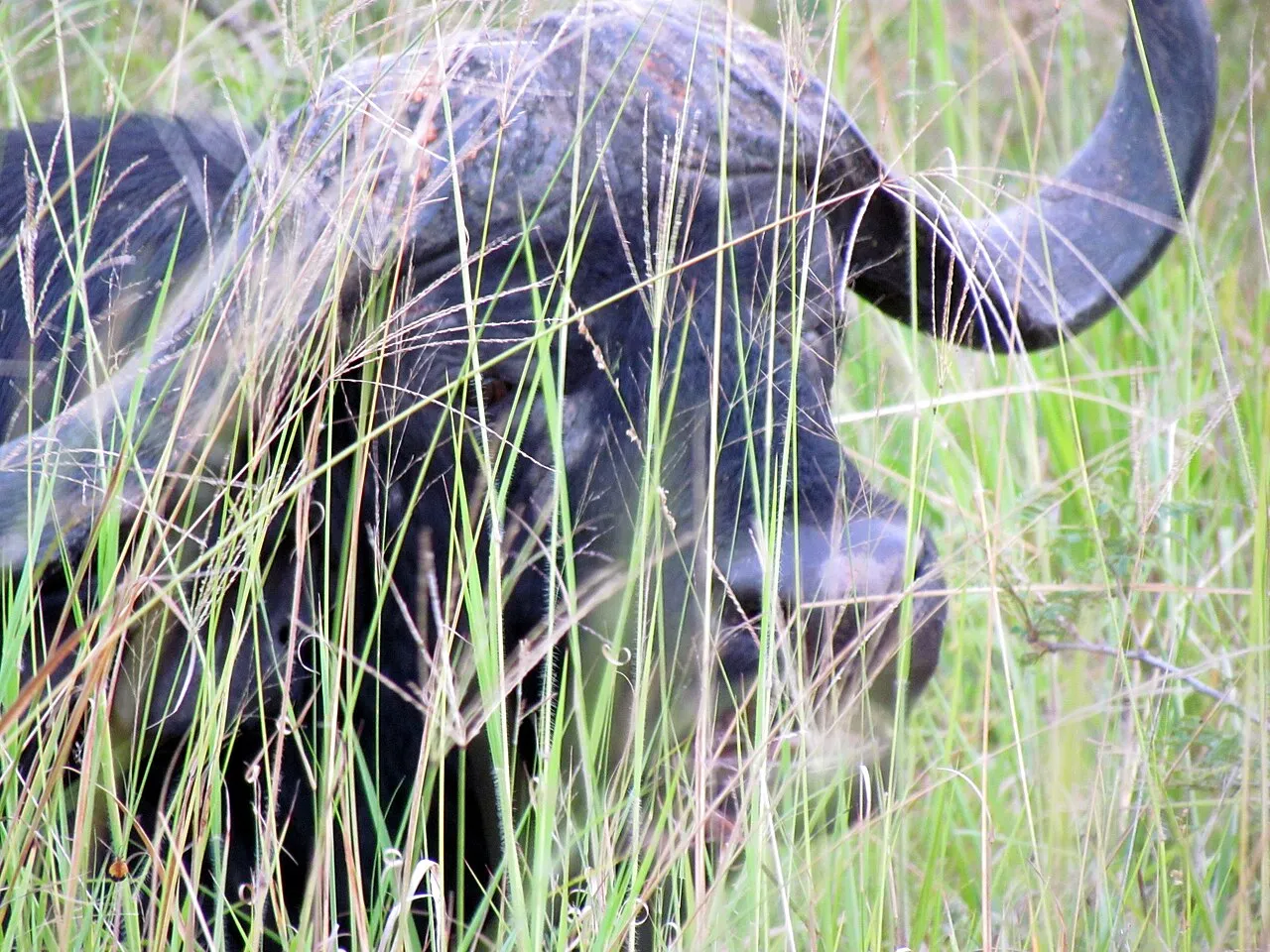 Wildlife and game drives near Porini Amboseli Camp in Selenkay Conservancy