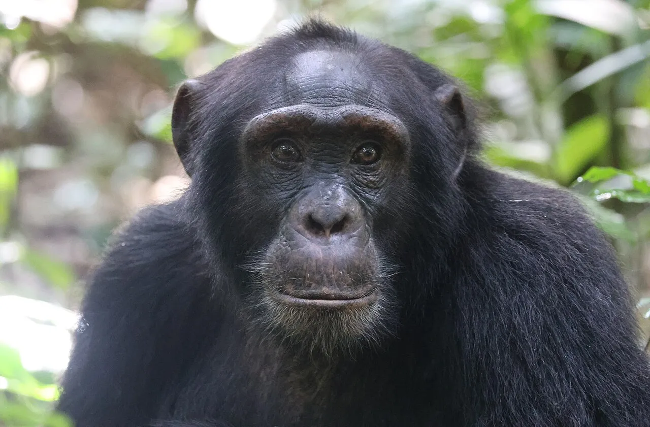 Chimpanzee, Kibale National Park, Uganda