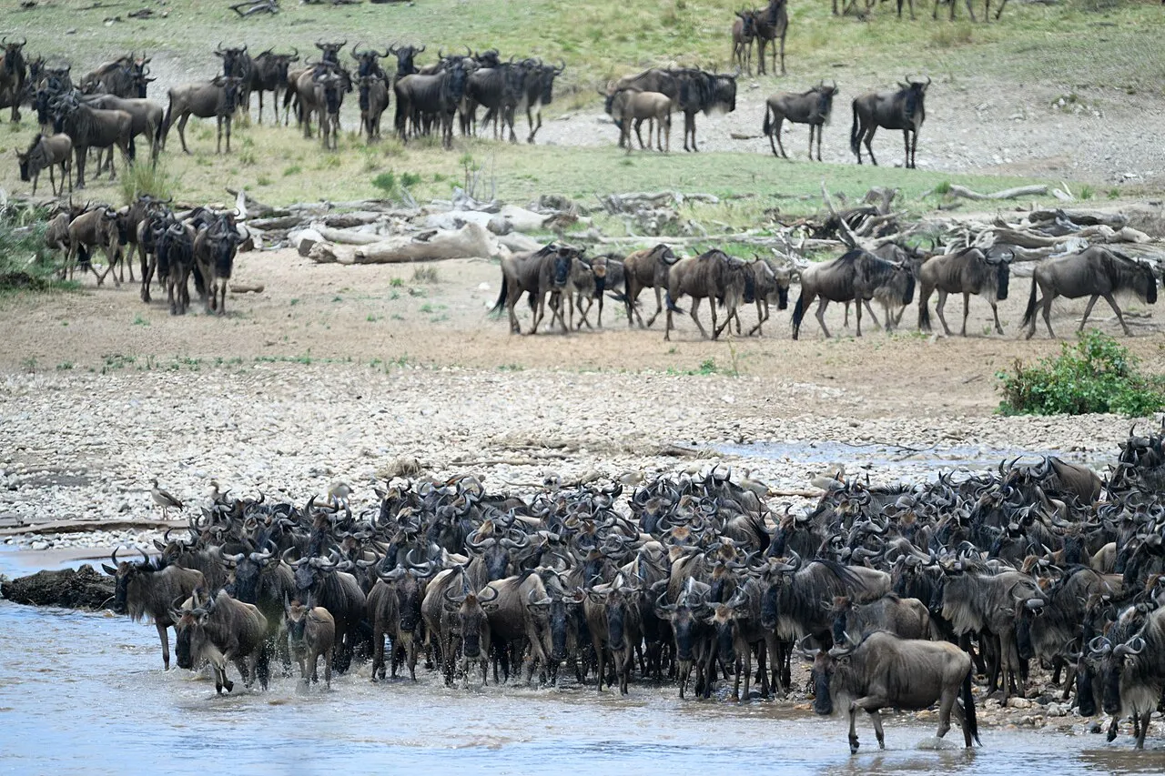 Wildebeest Gathered to Cross