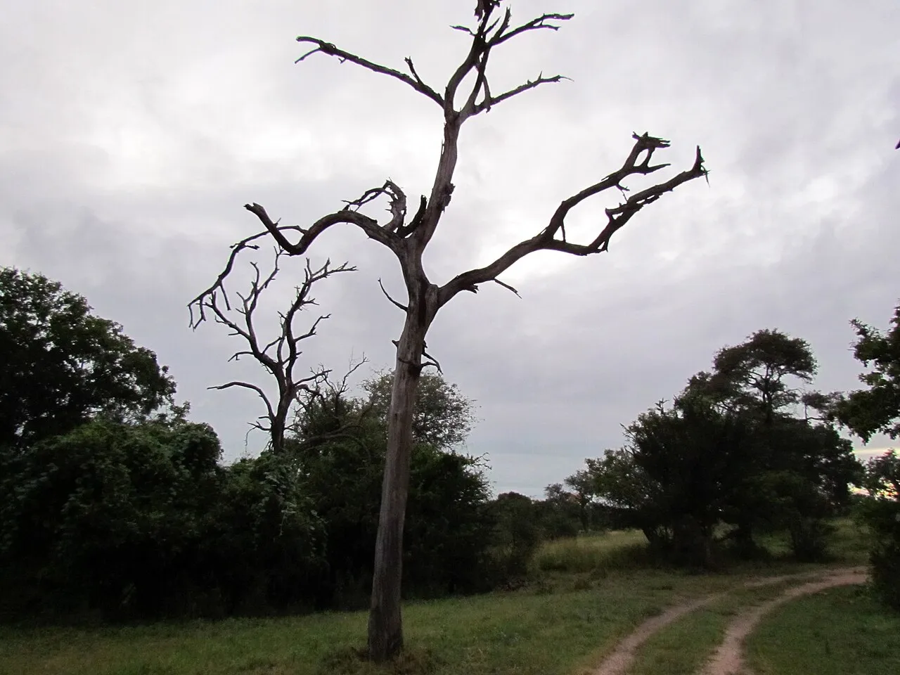 Wildlife and game drives near Kentmere Club Limuru in Nairobi National Park