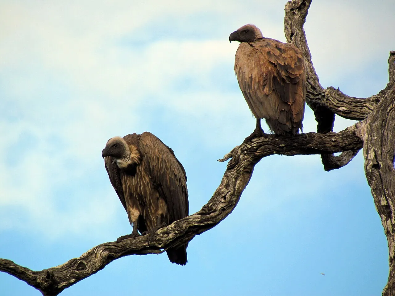 Wildlife and game drives near Radisson Blu Hotel & Convention Centre Kigali in Kigali
