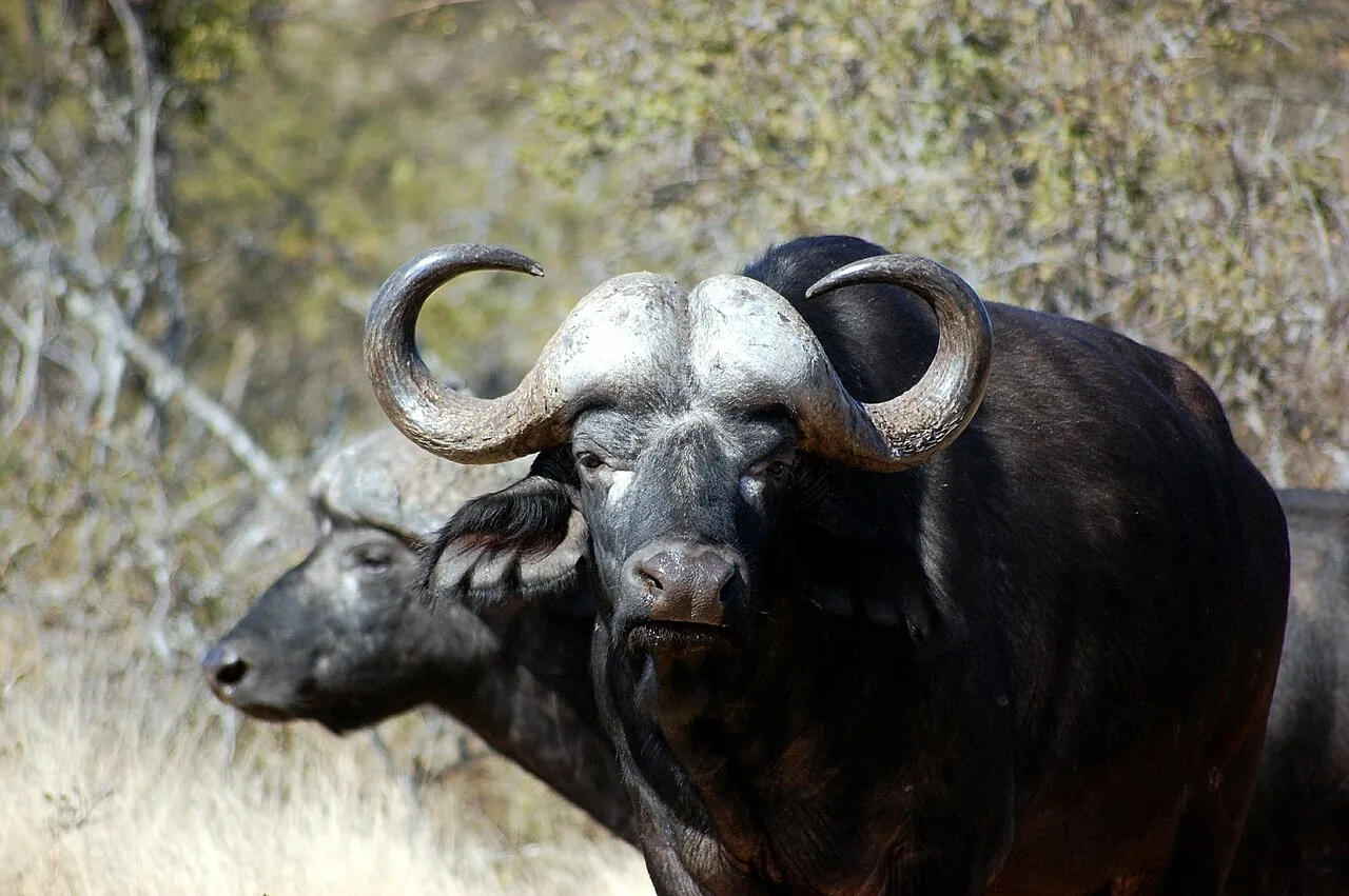 A cape buffalo seen during an African safari.