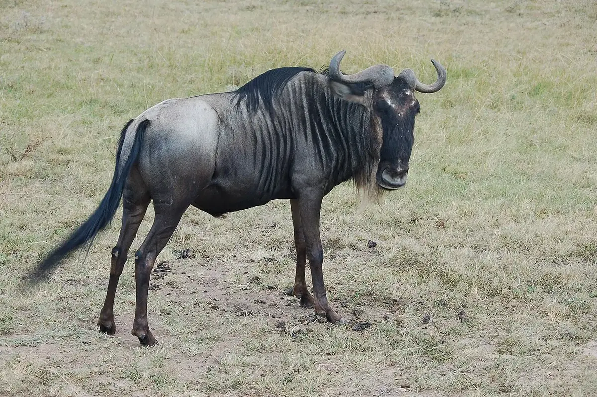Prior to the mass migration, a few of the Wildebeest tramp through Masai Mara NP. In late July - early August, hundreds of thousands of these animals migrate from the Serengeti of Tanzania across the border to the Masai Mara for the season.