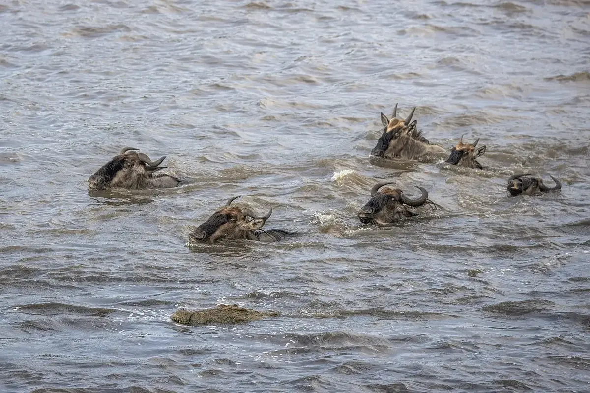 Maasai Mara National Reserve on day 13 of Kenya & Uganda: Safari Plains, the Nile & Gorillas