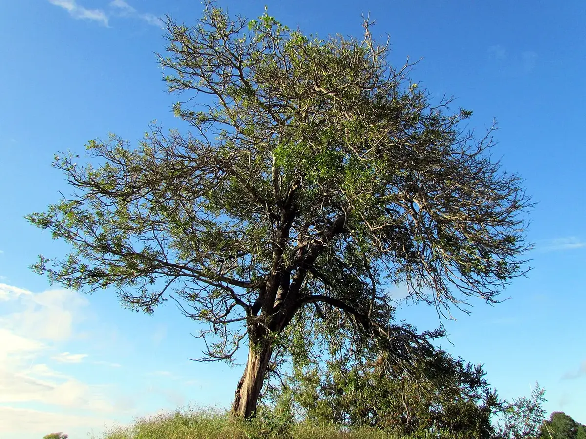 Wildlife and game drives near Fairmont The Norfolk in Nairobi National Park