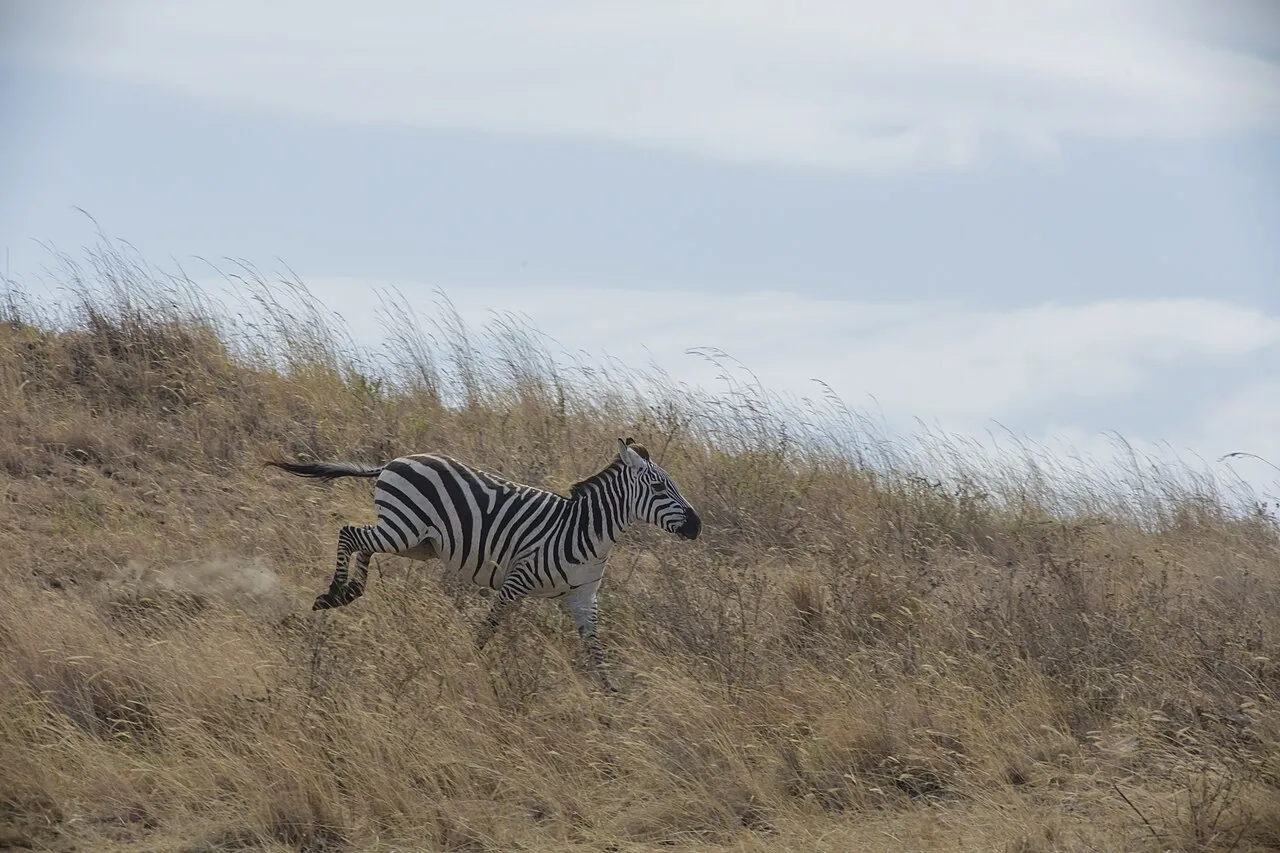Ngorongoro Conservation Area, Tanzania - The image was taken during 5 weeks of traveling on an overlander camping tour through east and south Africa in 2015. - Die Aufnahme entstand bei einer 5-wöchigen Campingtour durch das südliche und östliche Afrika im Jahr 2015.