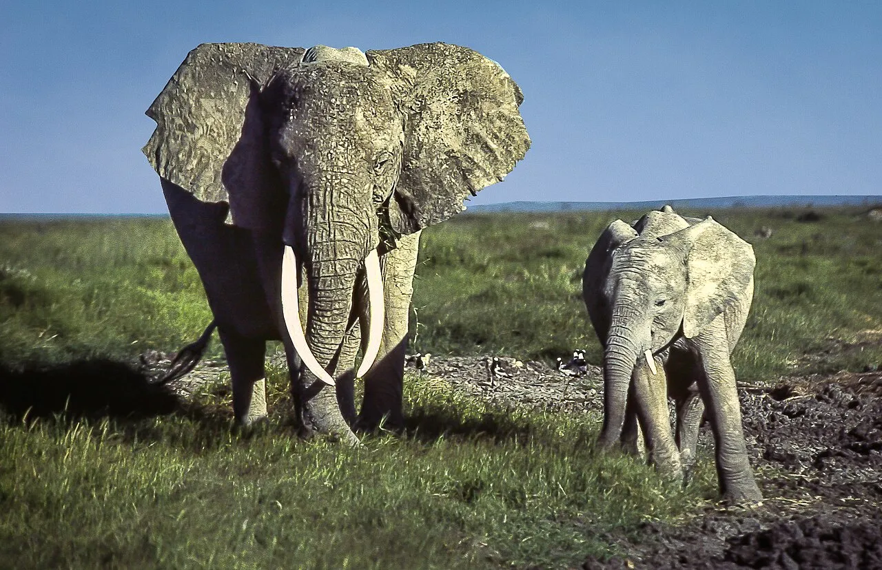 PUBLISHED: <a href=" https://www.foodlog.nl/artikel/ook-afrikaanse-dieren-lijden-onder-oorlog/ " rel="noreferrer nofollow">www.foodlog.nl/artikel/ook-afrikaanse-dieren-lijden-onder...</a> <a href=" https://www.evaneos.co.uk/kenya/itineraries/20723-kenya-adventure-itinerary/ " rel="noreferrer nofollow">www.evaneos.co.uk/kenya/itineraries/20723-kenya-adventure...</a> <a href=" https://www.responsibletravel.com/holidays/kenya/travel-guide/places-to-visit-in-kenya " rel="noreferrer nofollow">www.res