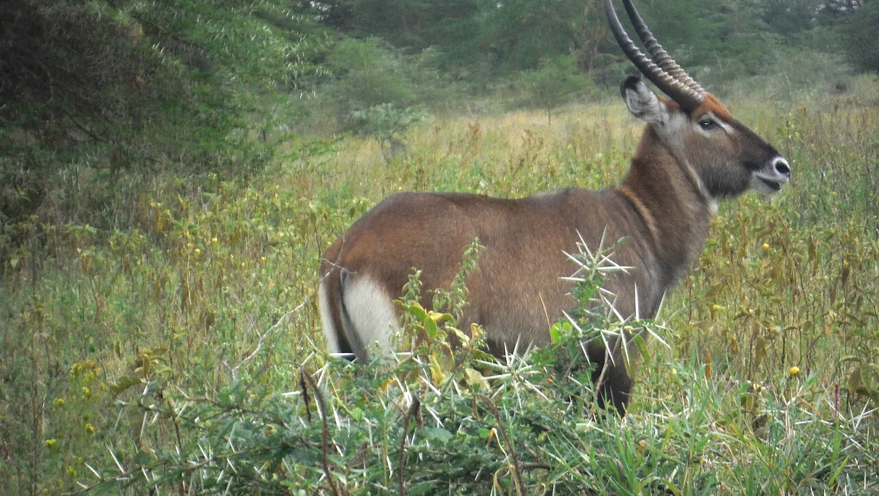 Male water bucks.