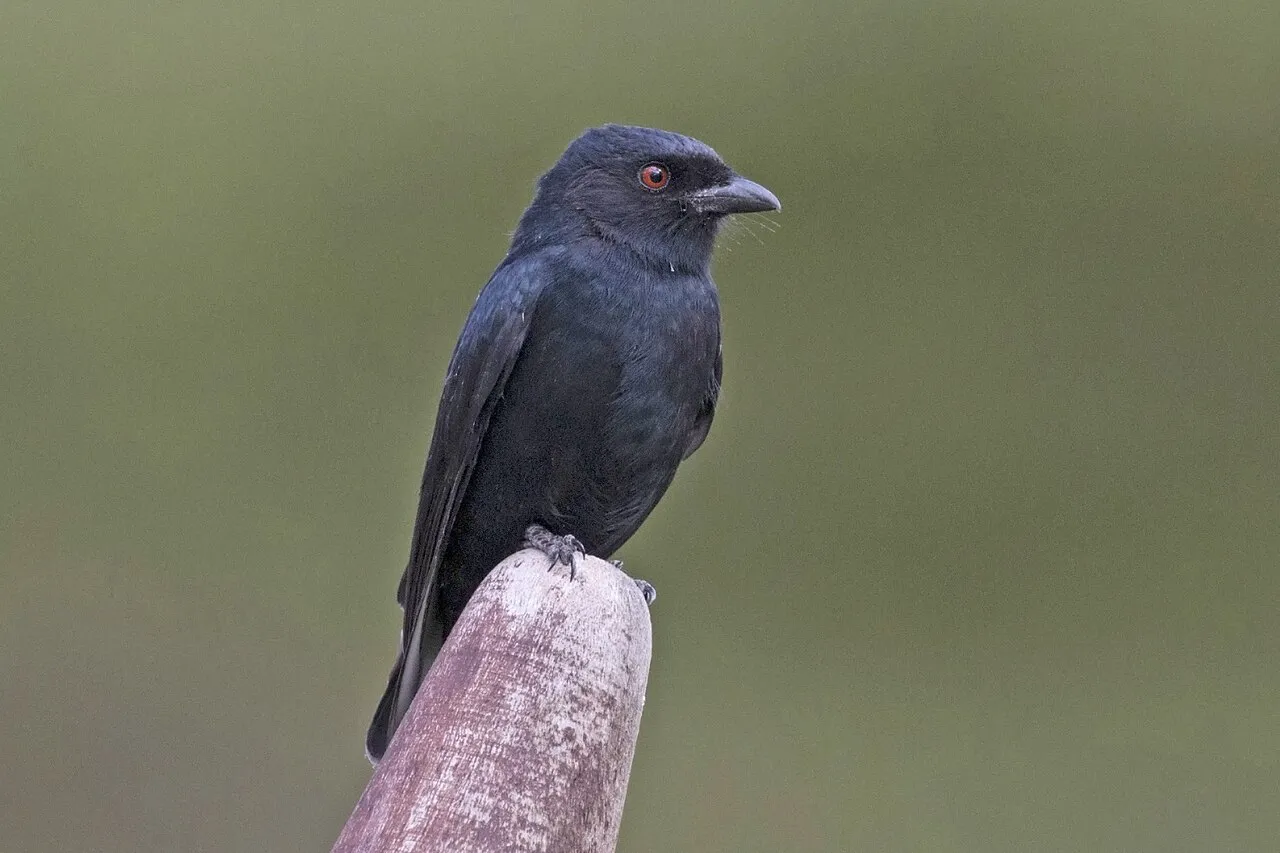 Common drongo ( Dicrurus adsimilis fugax ), Soysambu Conservancy, Kenya