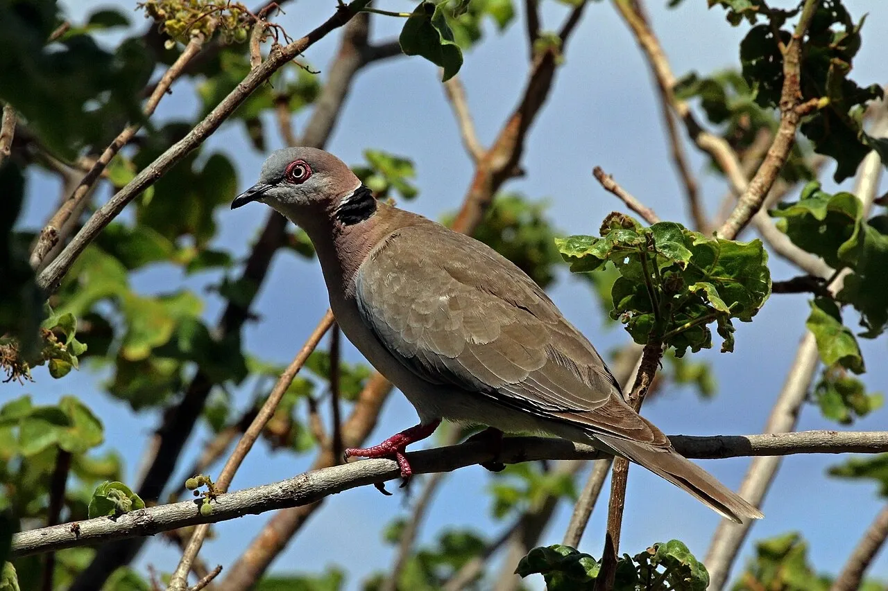 African mourning dove ( Streptopelia decipiens perspicillata ), Lake Baringo, Kenya