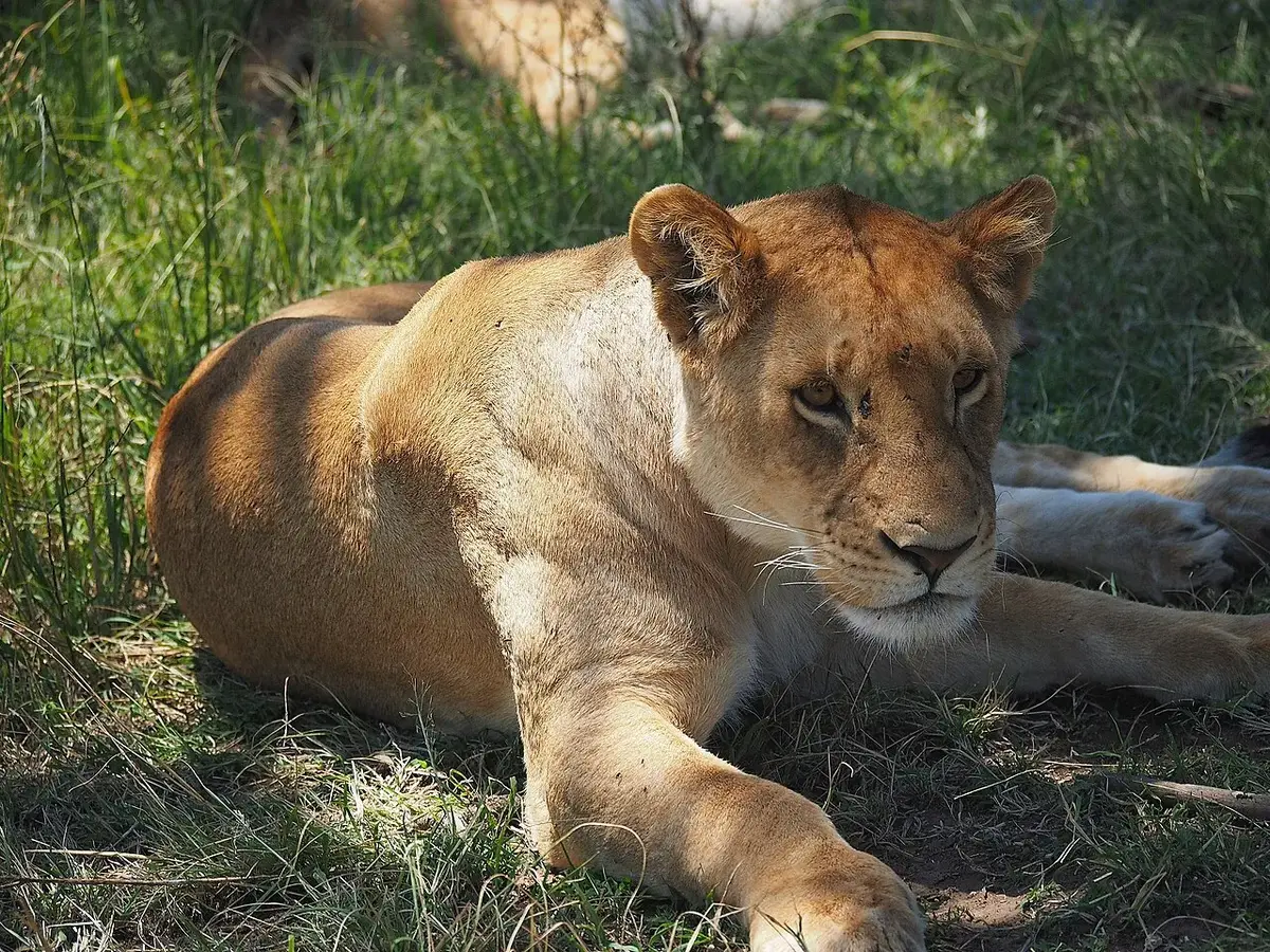 Lions @ Maasai Mara
