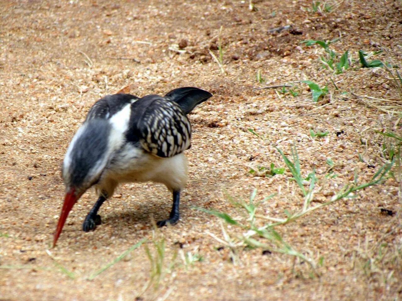 Wildlife and game drives near Kericho Tea Hotel in Kisumu & Lake Victoria
