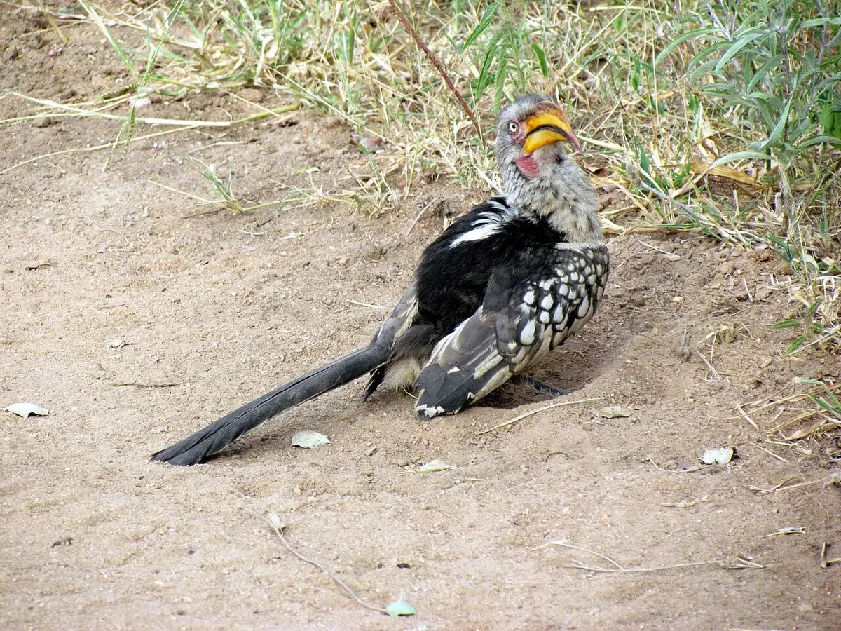 Wildlife and game drives near Windsor Golf Hotel & Country Club in Nairobi National Park