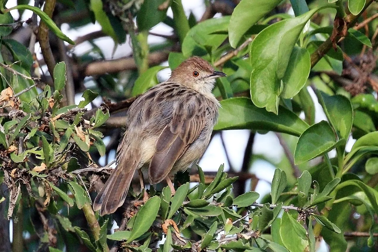 Rattling cisticola ( Cisticola chiniana humilis ), Soysambu Wildlife Conservancy, Kenya