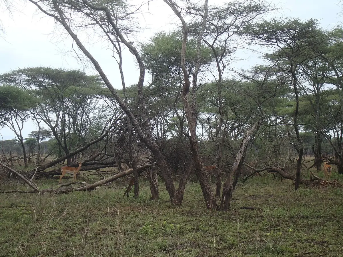 Serengeti National Park (United Republic of Tanzania)