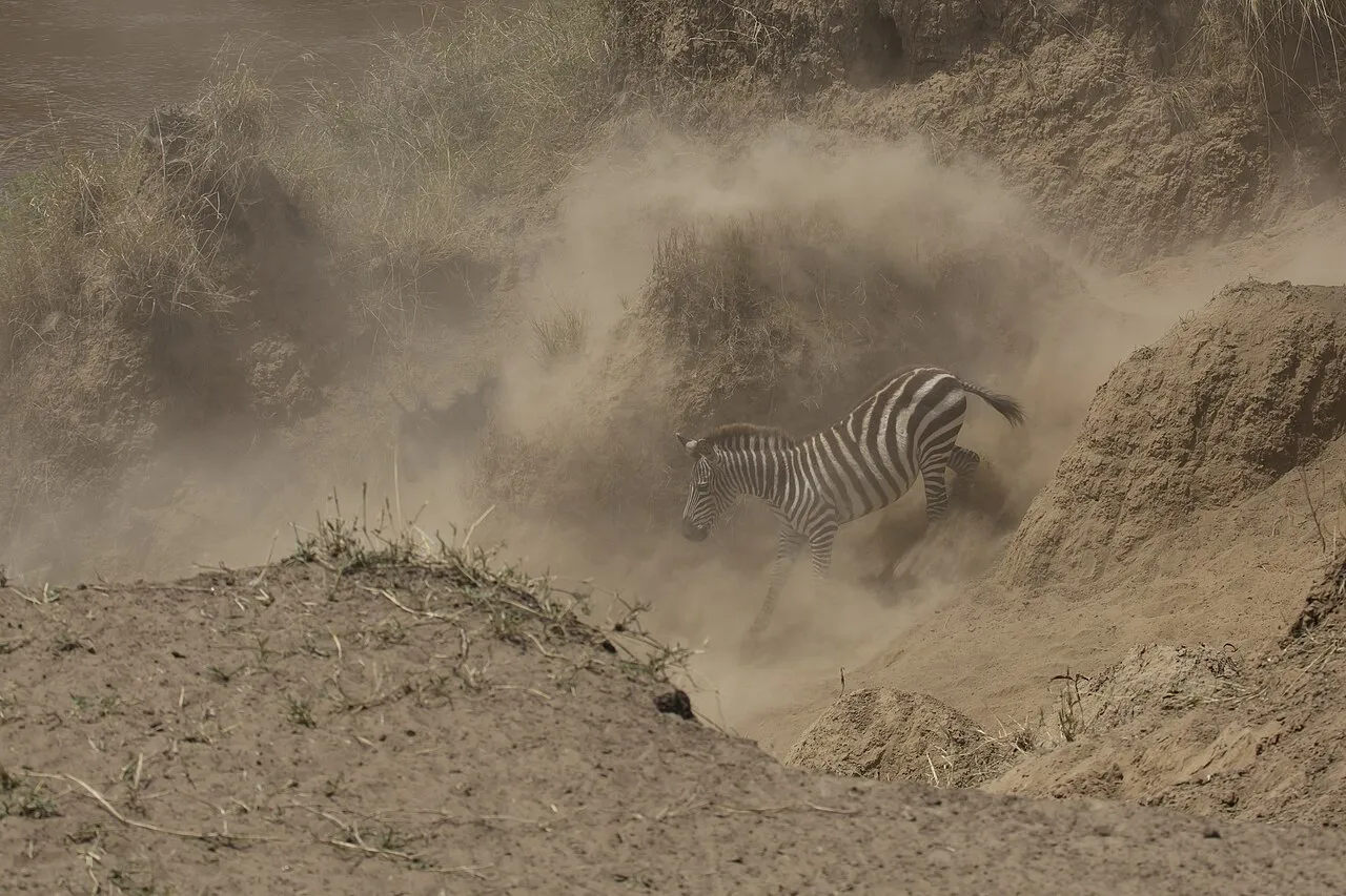Masai Mara National Reserve - plains zebra (Equus quagga) The image was taken during 5 weeks of traveling on an overlander camping tour through east and south Africa in 2015. - Die Aufnahme entstand bei einer 5-wöchigen Campingtour durch das südliche und östliche Afrika im Jahr 2015.