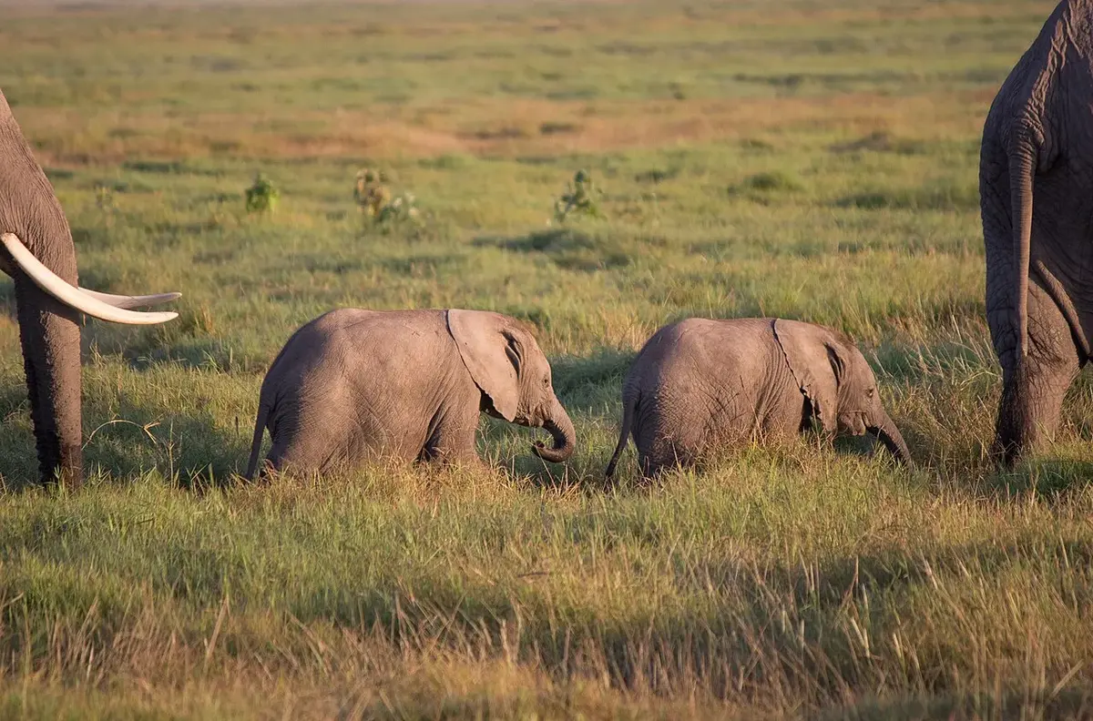 Amboseli: Elephants Beneath Kilimanjaro — 3 Days luxury safari in Amboseli, Kenya