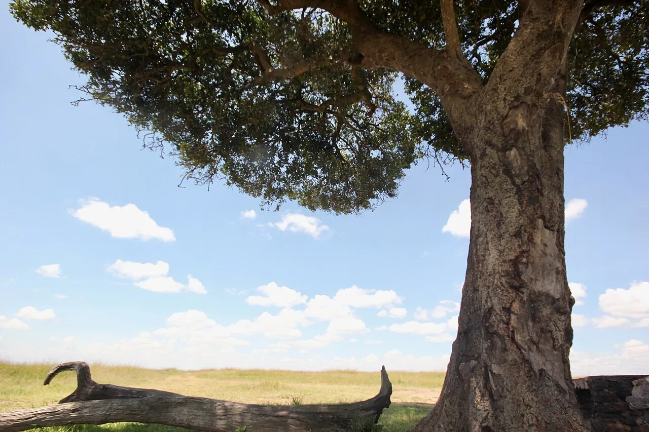 Maasai Mara safari on a June morning. Kenya, 2018.