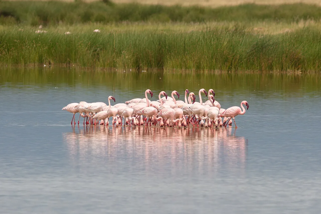 Lesser flamingos ( Phoeniconaias minor ), Amboseli National Park, Kenya