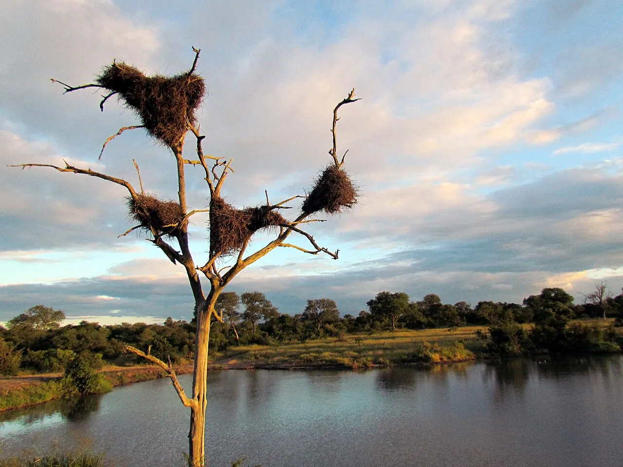 Wildlife and game drives near Acacia Premier Hotel Kisumu in Kisumu & Lake Victoria