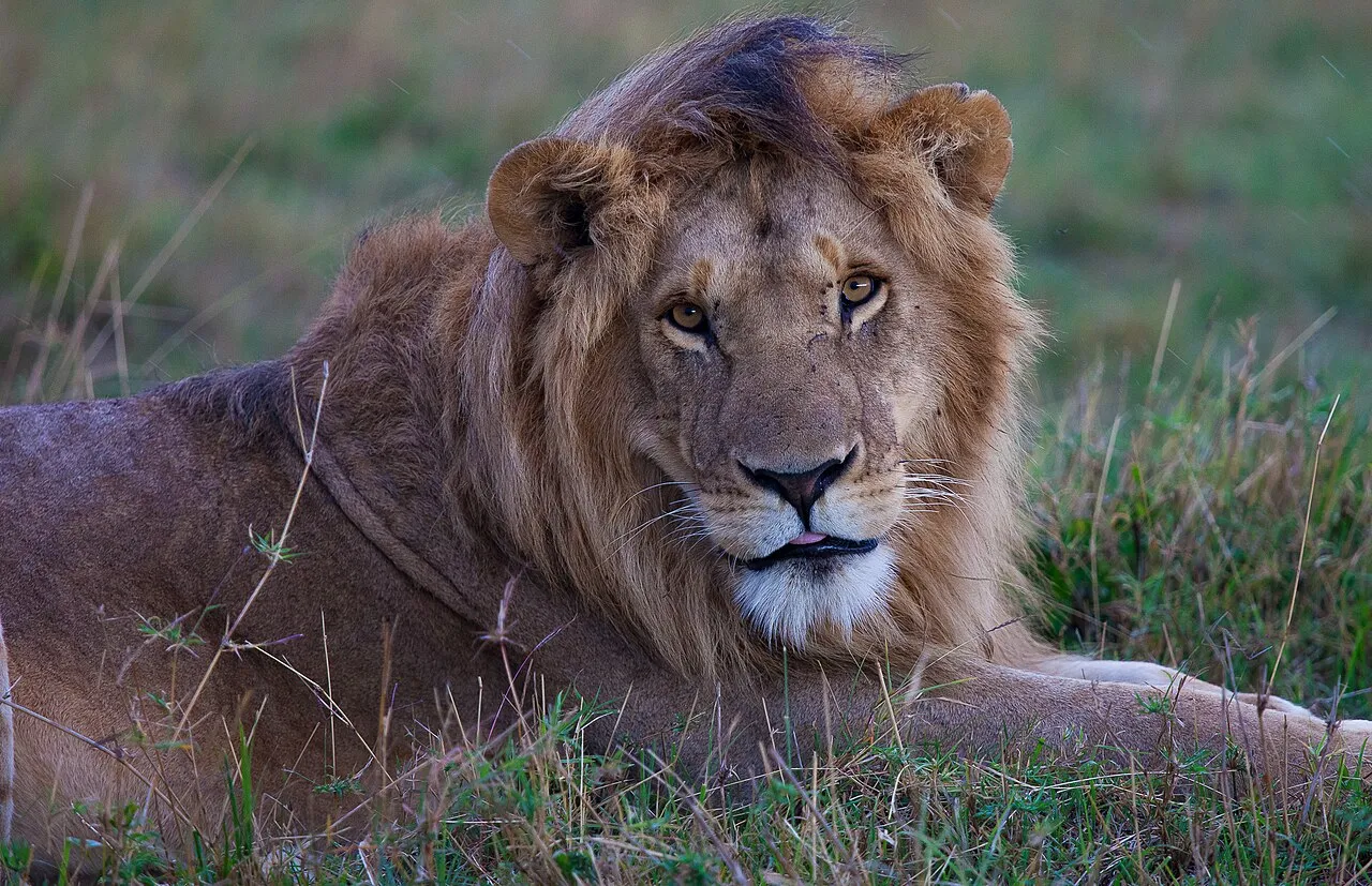 Close-up photograph of an adult male lion lying in the grass in Maasai Mara National Reserve, Kenya. The lion’s full mane frames his face as he looks directly at the camera, with small scars visible on his muzzle. The surrounding savanna vegetation is softly blurred, emphasising the power and presence of this African predator.