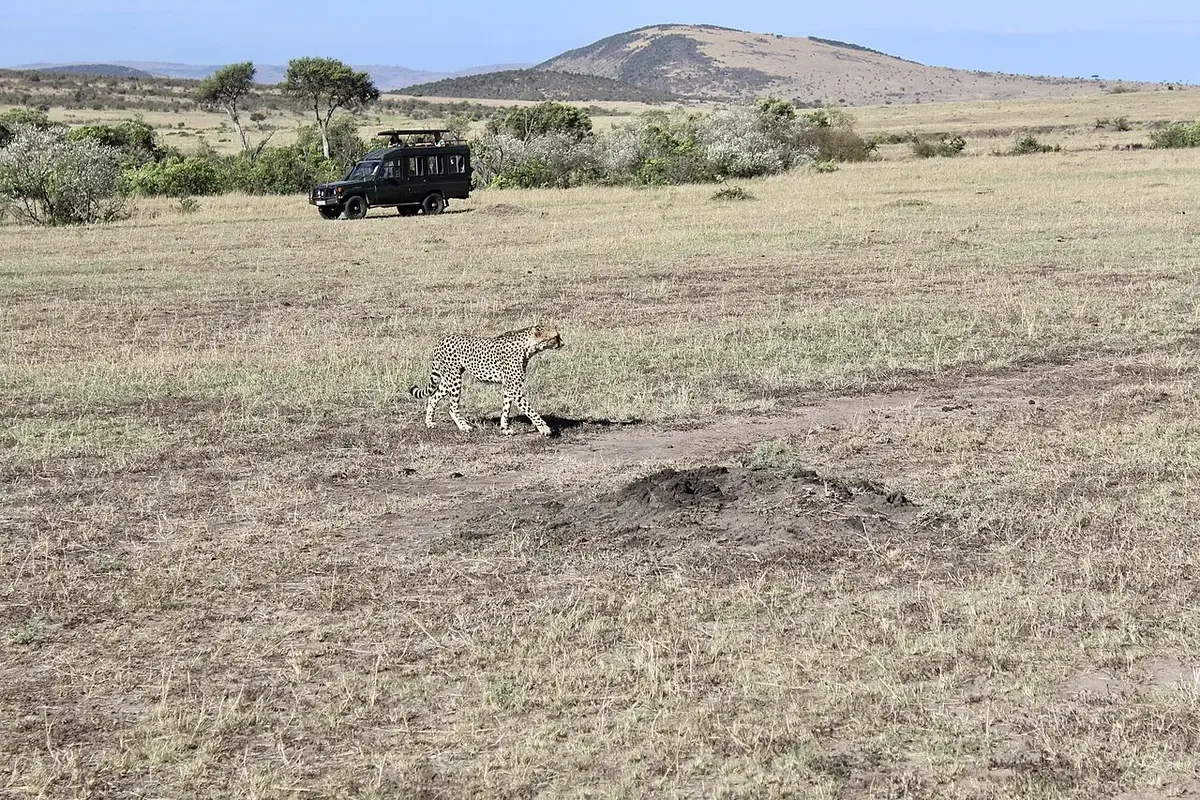 Image of cheetah walking passed a tour van at the Maasai Mara, Kenya