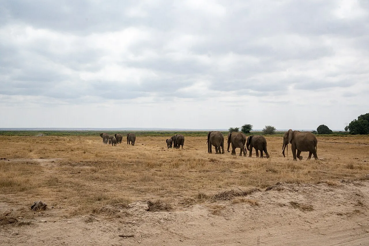 Herd of African elephants crossing a path in Amboseli. Amboseli National Park, Kajiado County, Kenya.