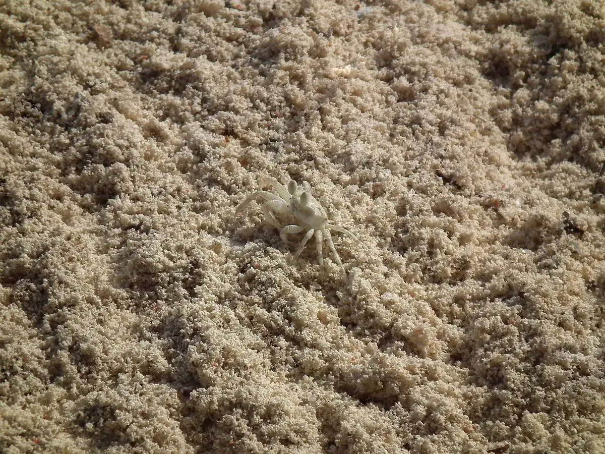 Unidentified Crustacea, Zanzibar beach