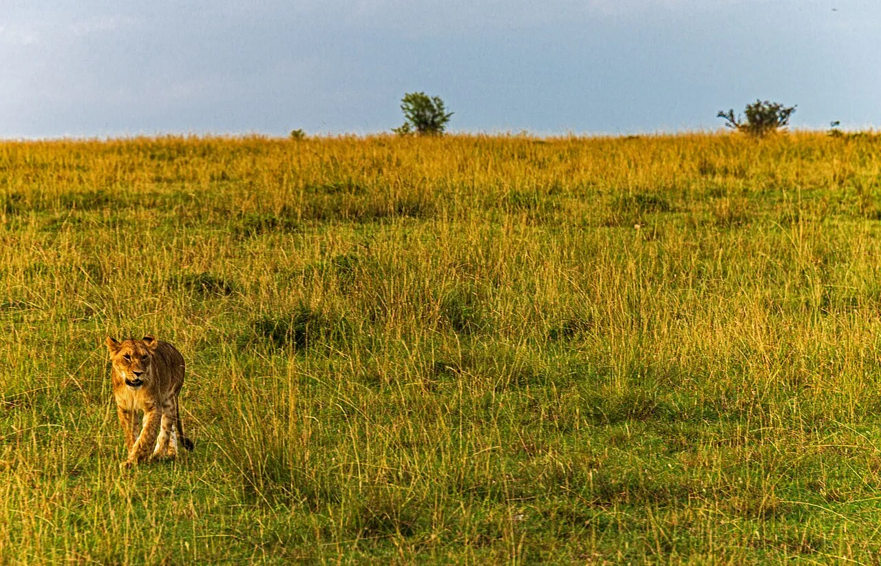 Meru: Discover the Wilderness of Born Free — 4 Days luxury safari in Meru National Park, Kenya