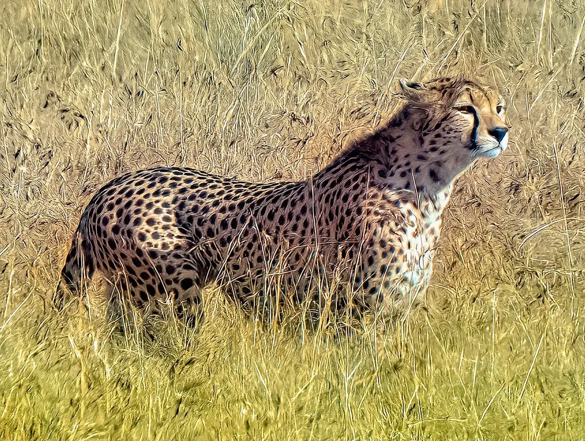 Cheetah, Maasai Mara