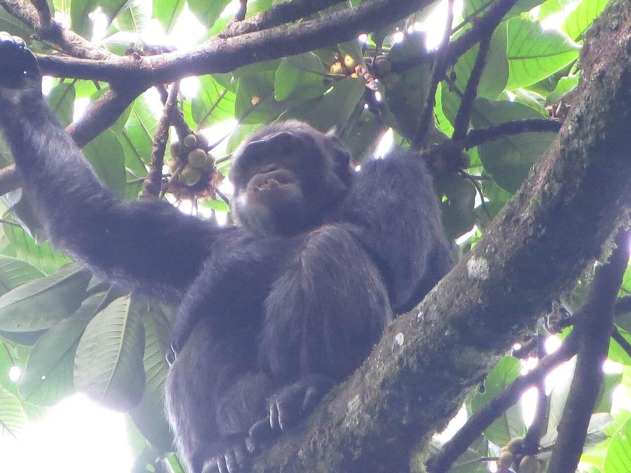 Nyungwe Forest, Rwanda: Kalinzu Forest Reserve. 3