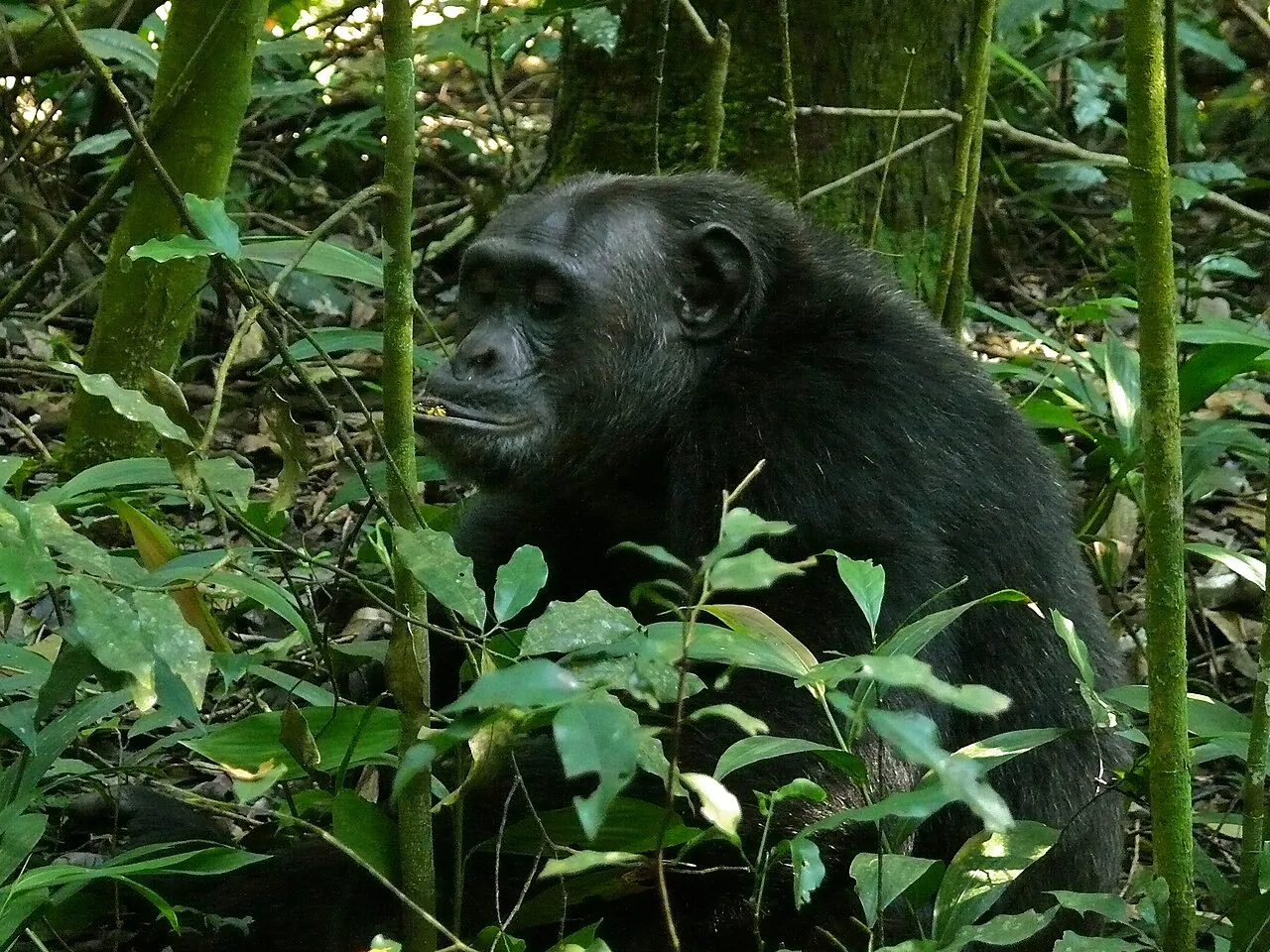 Kibale Forest NP, UGANDA
