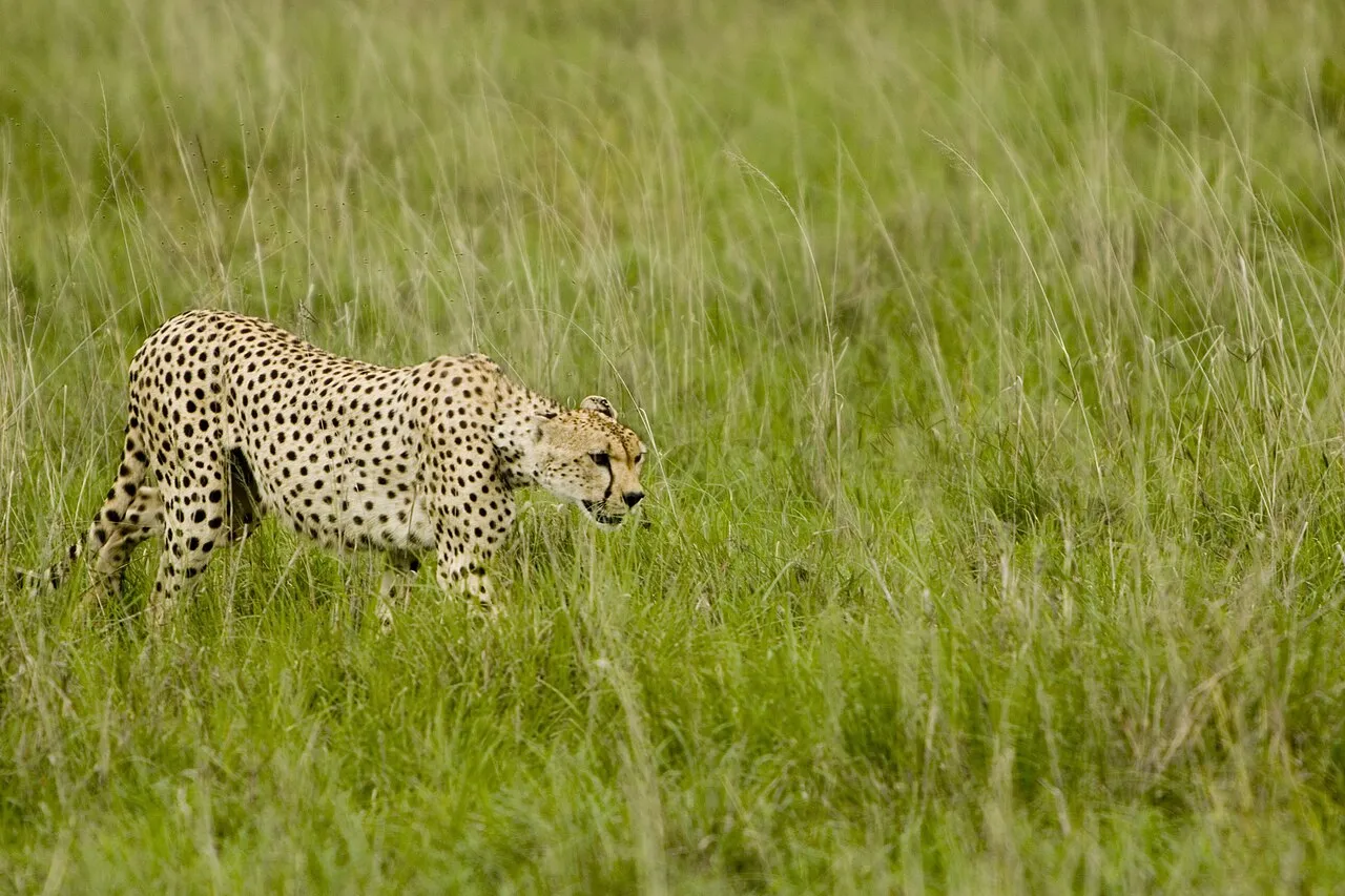 Serengeti National Park, Tanzania