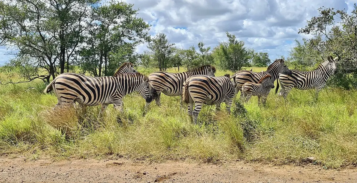 S100 Road East of Satara, Kruger NP, Mpumalanga, SOUTH AFRICA