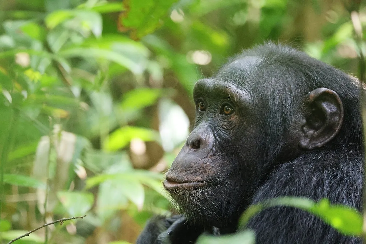 Chimpanzee, Uganda