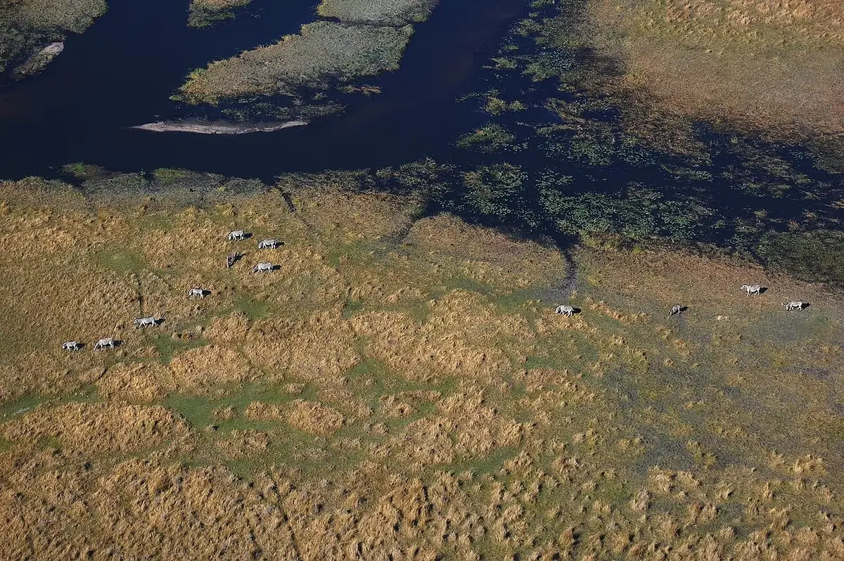 Zebry (Zebras) a Okavango delta - Botwsana