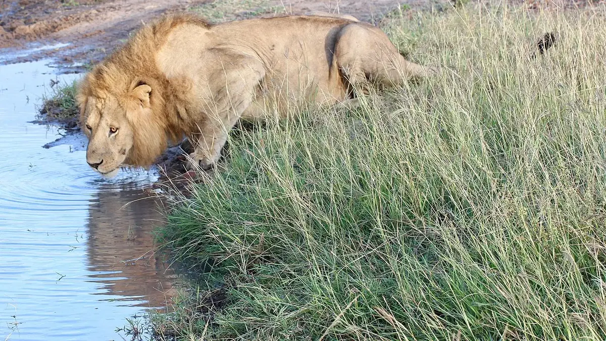 Male lions at dawn at the Maasai Mara. Kenya, June 2018.