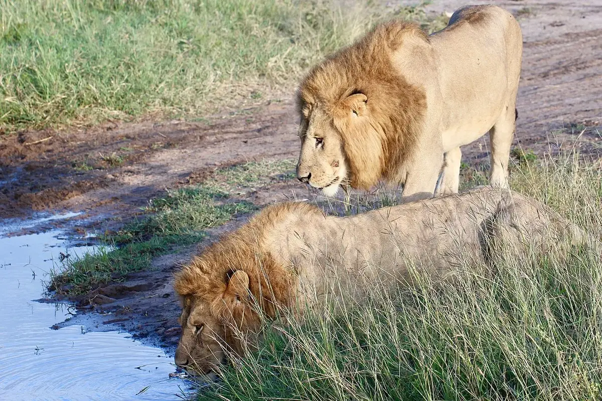 Male lions at dawn at the Maasai Mara. Kenya, June 2018.