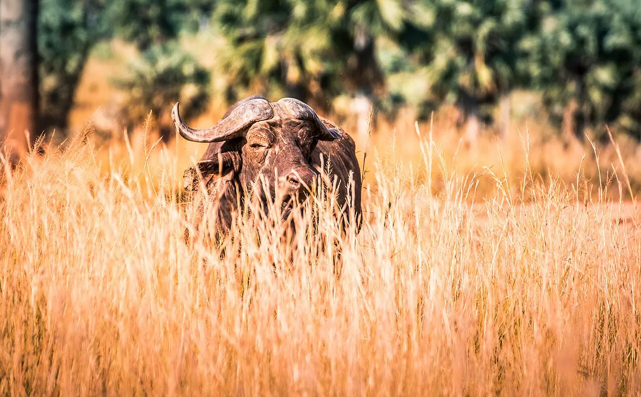 500px provided description: Took this from Murchision National Park in Masindi. It was so hard to take this picture because of the tall dry grass. If you ever do travel to these kind of places make sure you are on top of the car. [#park ,#brown ,#grass ,#peaceful ,#africa ,#male ,#national ,#wild ,#safari ,#buffalo ,#african ,#uganda]