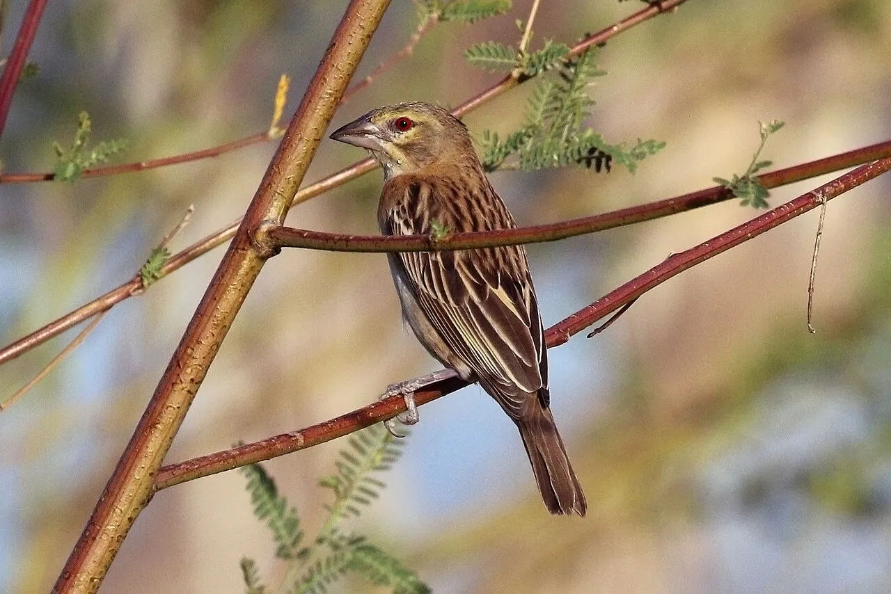 Chestnet weaver ( Ploceus rubiginosus ) female, Lake Baringo, Kenya
