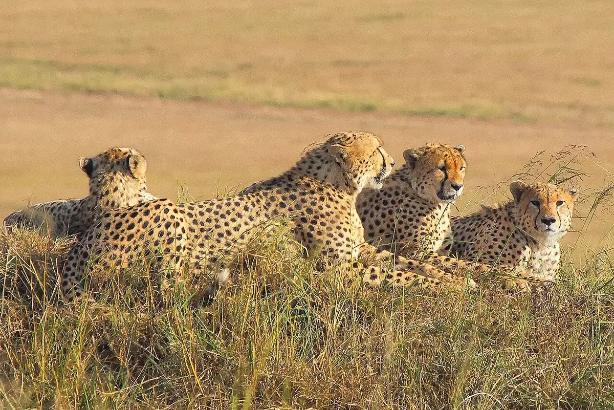 The cheetah (Acinonyx jubatus) is a large cat of the subfamily Felinae that occurs in Southern, North and East Africa, and a few localities in Iran. The species is IUCN Red Listed as vulnerable, as it suffered a substantial decline in its historic range in the 20th century due to habitat loss, poaching, illegal pet trade, and conflict with humans. By 2016, the global cheetah population has been estimated at approximately 7,100 individuals in the wild. Several African countries have taken steps t