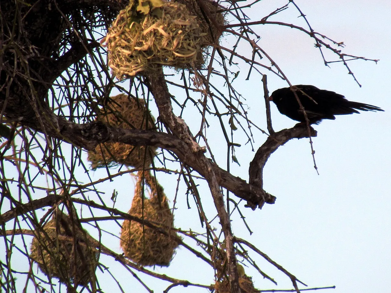Wildlife and game drives near Kifaru House in Lewa Wildlife Conservancy